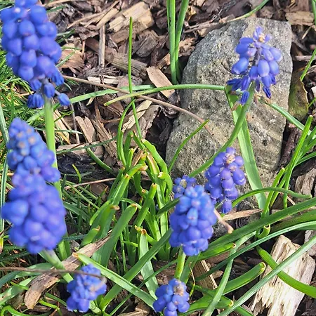 Andrea Διαμέρισμα *